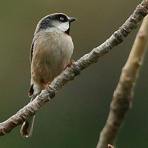 White-cheeked Tit